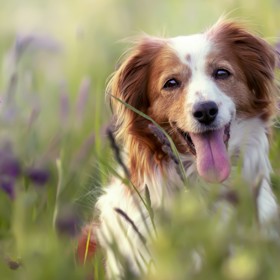 Lev (23. 7. – 22. 8.): Lvi nutně potřebují společenského psa. Stejně jako oni chtějí být středem pozornosti, tak i jejich mazlíček by měl být rád v centru dění. Budou společně podnikat výlety a zažívat dobrodružství.