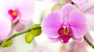 Chcete orchideje jako v botanické? Zkuste těchto pět tipů a nádhera vás nemine