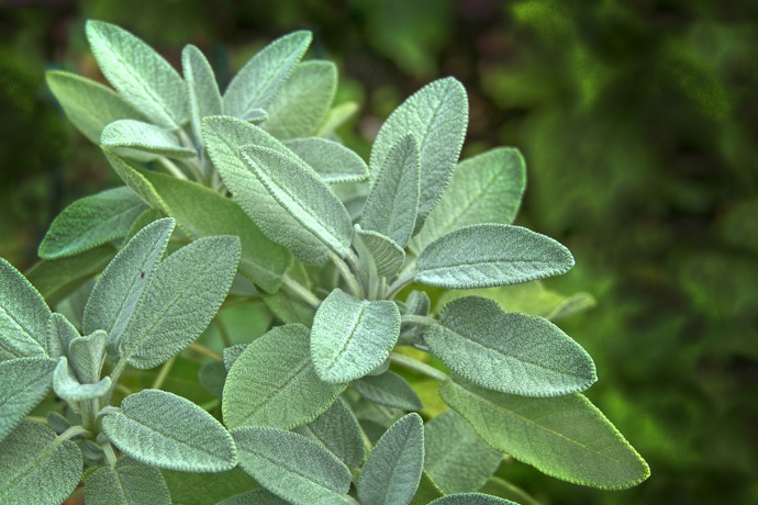 Šalvěj má stimulující účinky na růst vlasů. 