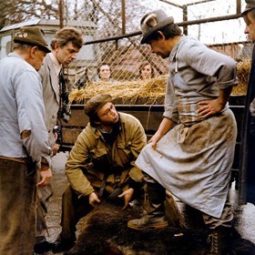 Ve filmu Slavnosti sněženek se objevili tři živí kanci a jeden umělý.