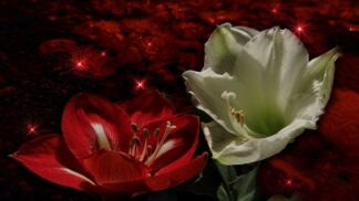 Luxusní hvězdníky: Jak se o ně postarat krok za krokem, aby vykvetly na Štědrý den