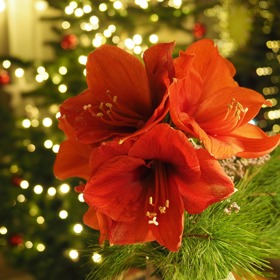 Hvězdník lze snadno rychlit tak, aby vykvetl právě o vánočních svátcích.