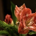 Zavlažujte pouze cibule s pupeny. Kdybyste začali oživovat ještě spící, nerašící cibuli, dočkáte se jen listů, ale váš hvězdník nevykvete.