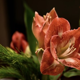 Zavlažujte pouze cibule s pupeny. Kdybyste začali oživovat ještě spící, nerašící cibuli, dočkáte se jen listů, ale váš hvězdník nevykvete.