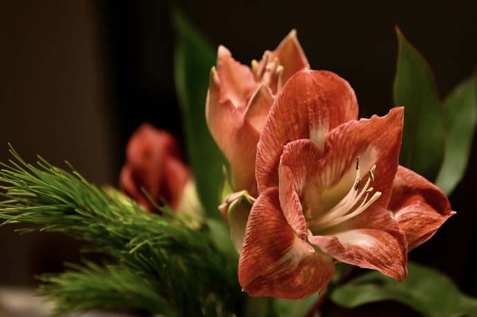 Zavlažujte pouze cibule s pupeny. Kdybyste začali oživovat ještě spící, nerašící cibuli, dočkáte se jen listů, ale váš hvězdník nevykvete.