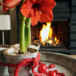 Když hvězdníku připravíte optimální podmínky, probudíte jej ke květu. 