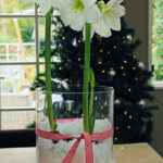 Cibule hvězdníku obsahují veškeré živiny, které rostlina ke svému zdárnému růstu potřebuje, můžete je proto pěstovat také hydroponicky. 