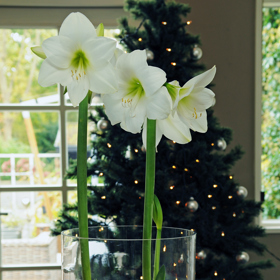 Cibule hvězdníku obsahují veškeré živiny, které rostlina ke svému zdárnému růstu potřebuje, můžete je proto pěstovat také hydroponicky. 