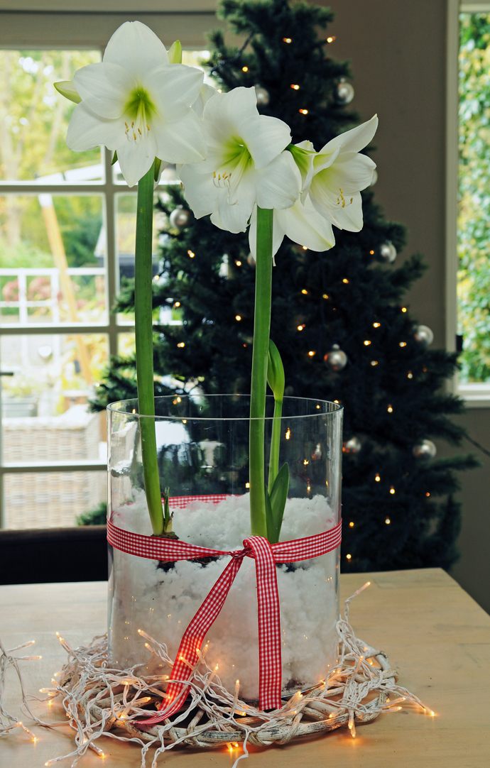 Cibule hvězdníku obsahují veškeré živiny, které rostlina ke svému zdárnému růstu potřebuje, můžete je proto pěstovat také hydroponicky. 
