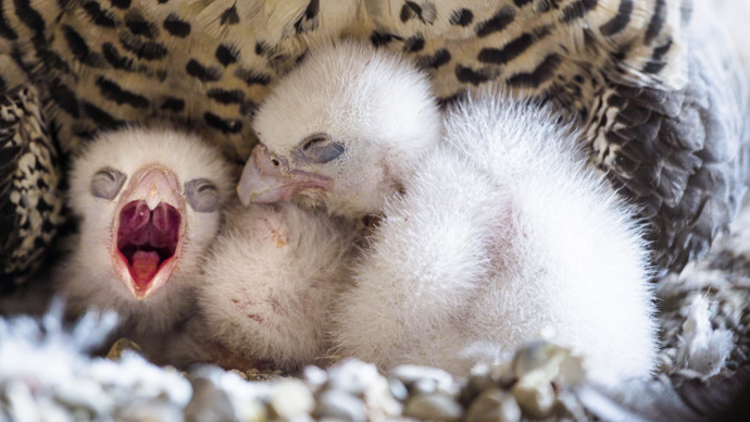 V Heidelbergu se můžeme kochat nejen architekturou, ale i přírodou. Ne nadarmo zde napsal císař Fridrich knihu o sokolnictví.
