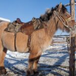 Jakutští koně jsou zvyklí být celou zimu venku. Jednou za čas jim ale chovatel musí vykartáčovat ze srsti kusy ledu.