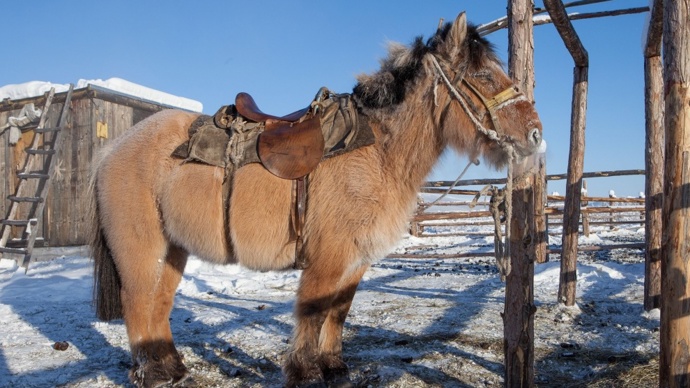 Jakutští koně jsou zvyklí být celou zimu venku. Jednou za čas jim ale chovatel musí vykartáčovat ze srsti kusy ledu.