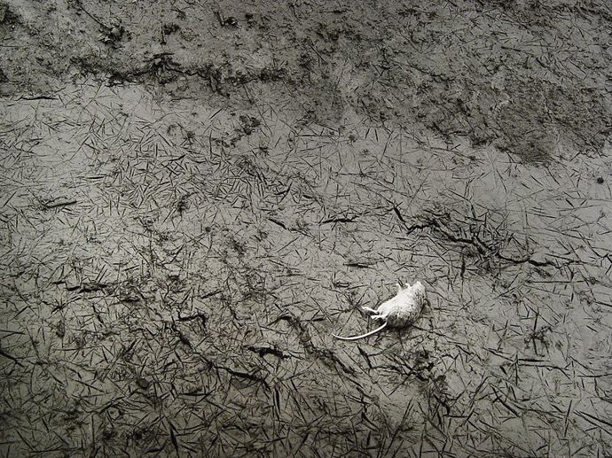 Tomáš Rasl: Nevyjasněné úmrtí.
