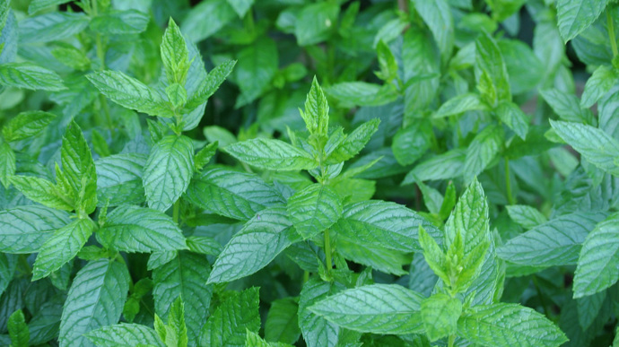 Máta je tak trochu plevel. Jak se ujme, rychle roste a množí se. Na záhoně je třeba s tím počítat.