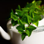 Máta se pěstuje poměrně snadno. Příliš nevyhledává slunce, zato zbožňuje dostatek vláhy, obzvlášť v horkých dnech. 
