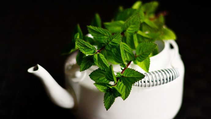 Máta se pěstuje poměrně snadno. Příliš nevyhledává slunce, zato zbožňuje dostatek vláhy, obzvlášť v horkých dnech. 
