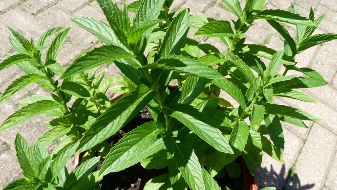 Chuť máty se liší podle druhu. Znáte třeba čokoládovou?