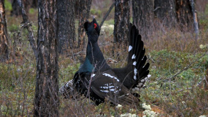 Tetřev má na jaře plno práce - musí si namluvit samičku.
