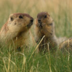 Sysli, zejména ti mladí, se oddávají různým hrám, ke kterým je jaro jako stvořené.
