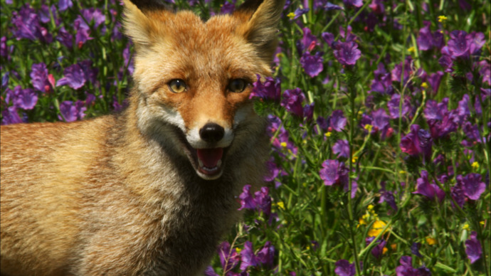 Liška se už může konečně pořádně nažrat...
