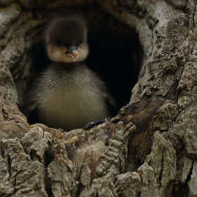 Mládě morčáka chocholatého čeká velký krok - musí vyskočit z hnízda. Jeho matka na něho již čeká u vody.
