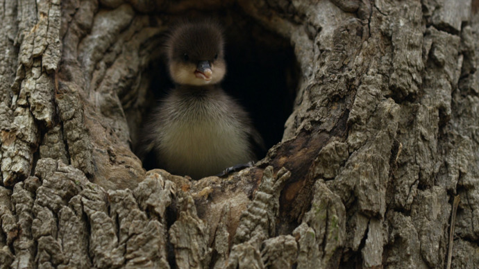 Mládě morčáka chocholatého čeká velký krok - musí vyskočit z hnízda. Jeho matka na něho již čeká u vody.

