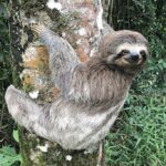 Na zem slézá jen zřídka, a to hlavně, když chce vykonat potřebu.
