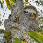 Lenochod může dorůst až do velikosti 80 centimetrů a vážit osm kilo. 
