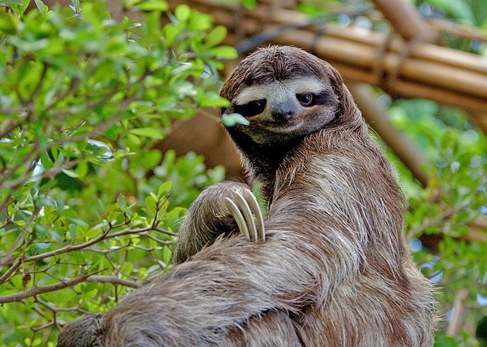 Díky svému zbarvení také splyne s okolím. Jeho největším nepřítelem je harpyje pralesní, druhý největší druh orla. 
