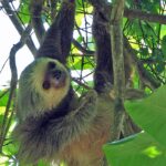 Houby a řasy nemá v srsti náhodou, chrání jej před různými parazity. 