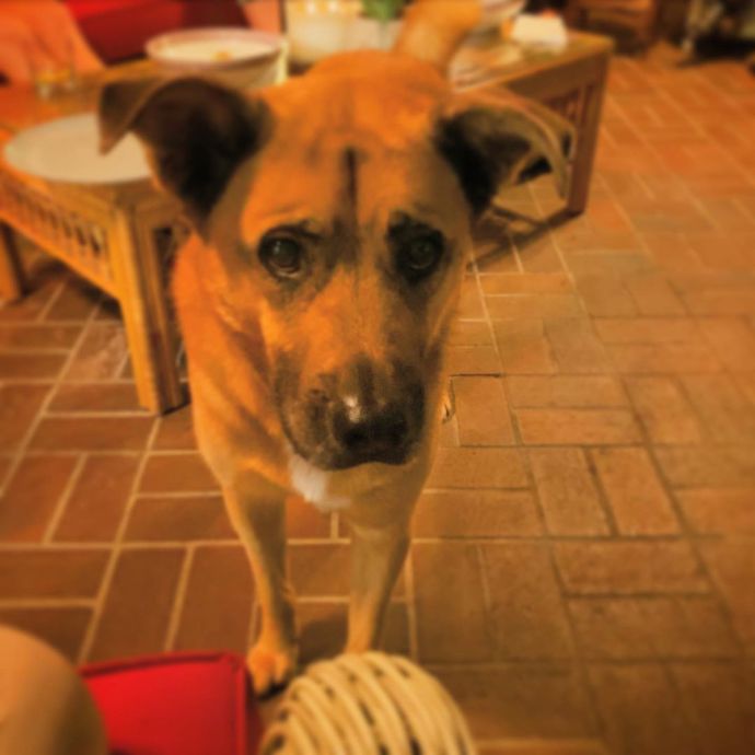 Ve svém životě má dvě lásky. Psa Bobu Fetta...
