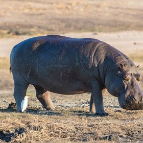 Hroši působí na první pohled jako líná těžkotonážní zvířata.