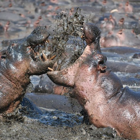 ...zaútočí bez varování. A je úplně jedno, jestli jde o člověka, jiné zvíře či vlastní druh.