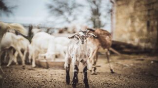 Jak pečujeme o hospodářská zvířata, rostliny i půdu?