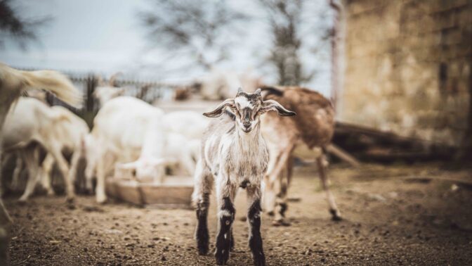 Jak pečujeme o hospodářská zvířata, rostliny i půdu?