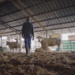 Britská vláda věděla o nemoci šílených krav již od roku 1984.