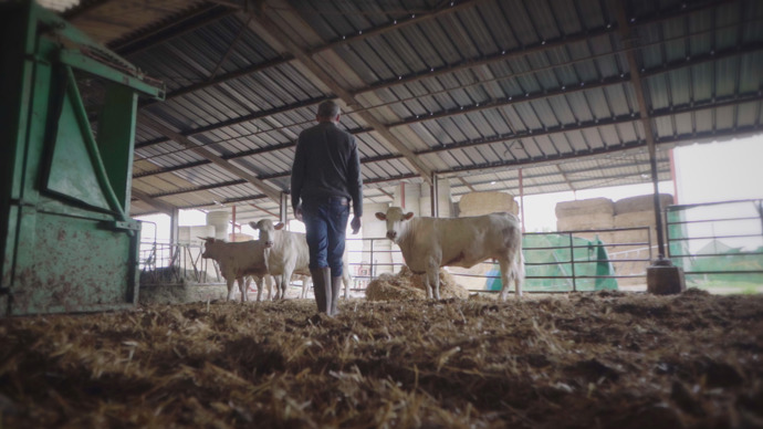 Britská vláda věděla o nemoci šílených krav již od roku 1984.