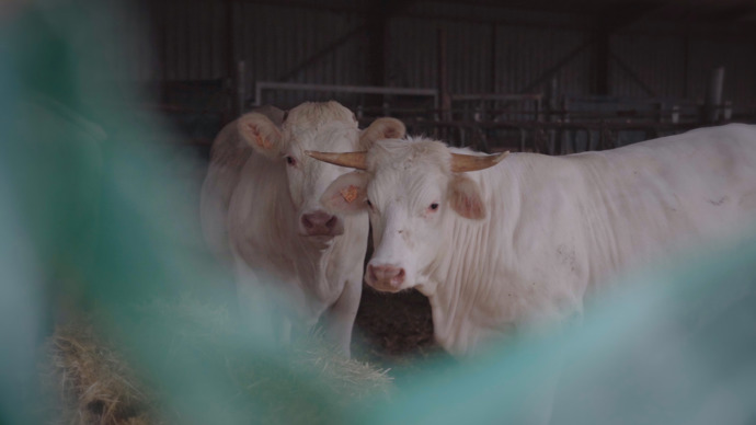Lidé začali kvůli BSE trpět Creutzfeldt-Jakobovou chorobou.