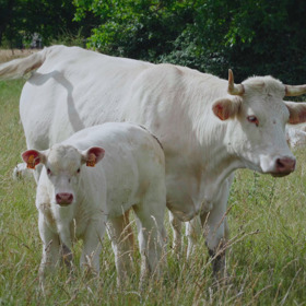 Vláda se ke všemu přiznala až po deseti letech.