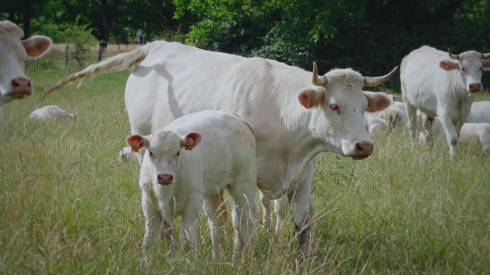 Vláda se ke všemu přiznala až po deseti letech.