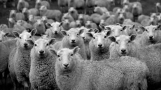 Záhadná ovčí panika: Má tisíce zvířat vyděšených k smrti na svědomí UFO?