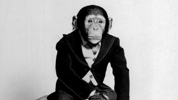 Sympatický šimpanz Fred vydělal stanici NBC miliony. 
