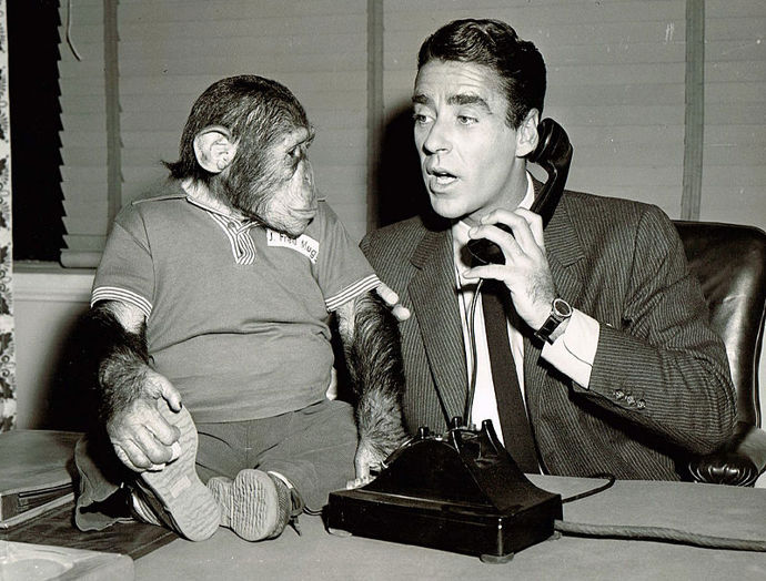 Po pěti letch před kamerou se musel šimpanz Fred pakovat. Začal totiž být velmi nerudný a agresivní.