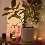 2. Zamotané v rostlině.