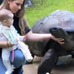 Dalším Graceiným miláčkem je údajně želví samec Igloo.