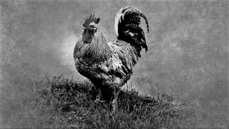 Ďáblovo zvíře: V roce 1474 prý kohout snesl vejce, za trest ho upálili na hranici