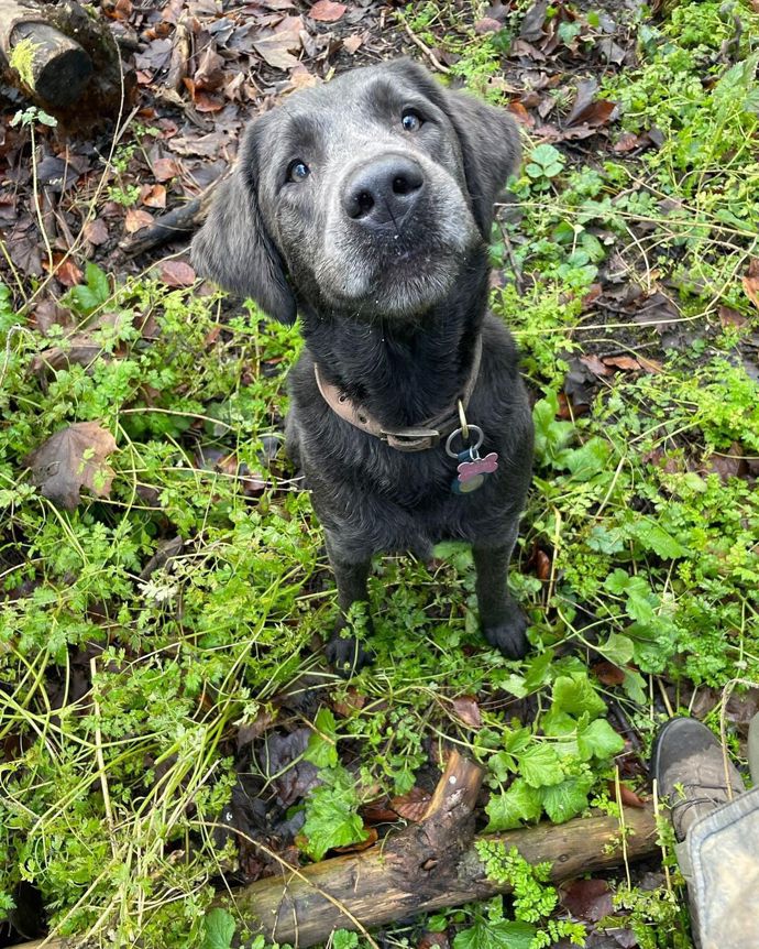 Pejsek Toma Feltona na procházce.