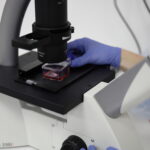 Kateřina Marešová říká, že složitější bude rozšířit produkci kultivovaného masa do velkých objemů a zvládnout veškeré komplikace s ní spjaté - udržet při tom sterilitu, chuť i čerstvost produktu.