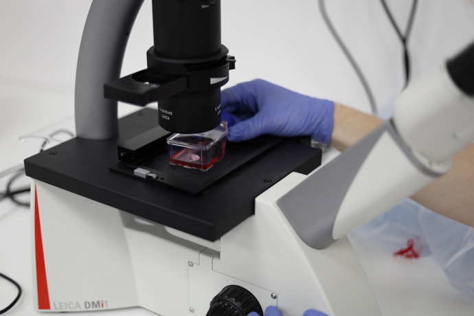 Kateřina Marešová říká, že složitější bude rozšířit produkci kultivovaného masa do velkých objemů a zvládnout veškeré komplikace s ní spjaté - udržet při tom sterilitu, chuť i čerstvost produktu.