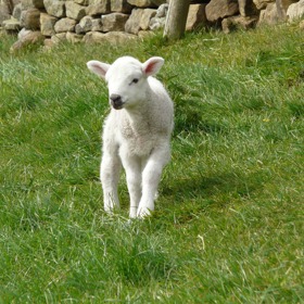 Skopové se na stolech našich předků tradičně objevovalo po skončení velikonočního půstu.